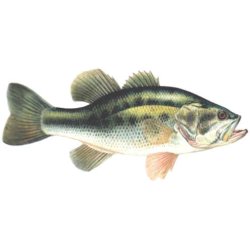 Black-bass