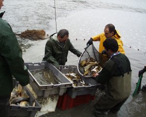 Pêche d'étang